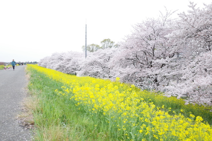 15年 お花見の旅 好事家な生活