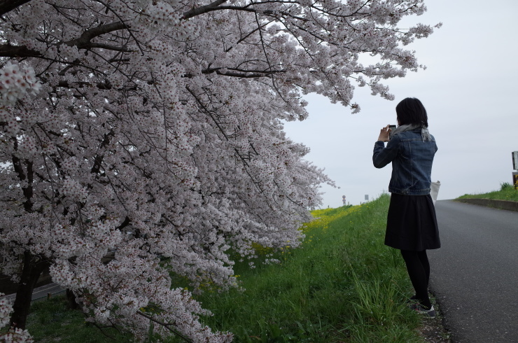 15年 お花見の旅 好事家な生活