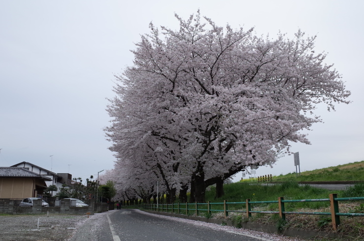 15年 お花見の旅 好事家な生活