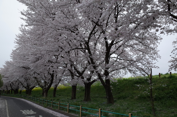 15年 お花見の旅 好事家な生活