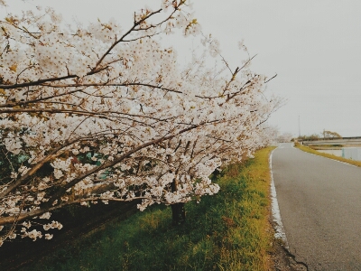 桜と悲しい気持ち_b0077726_2064449.jpg