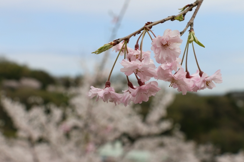 お花見_a0066027_9163098.jpg