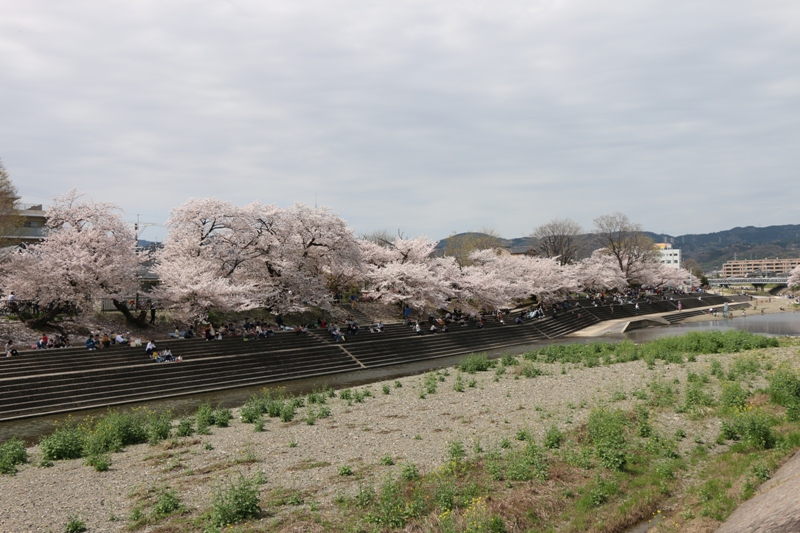 お花見_a0066027_917492.jpg