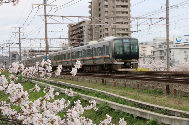 お花見_a0066027_9192217.jpg