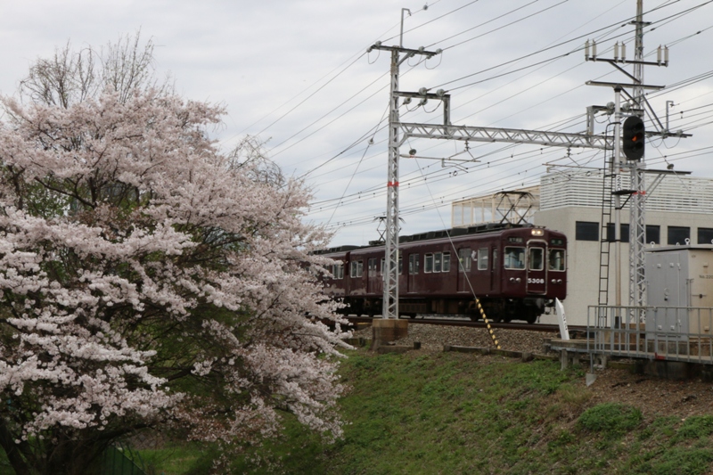 お花見_a0066027_9224247.jpg