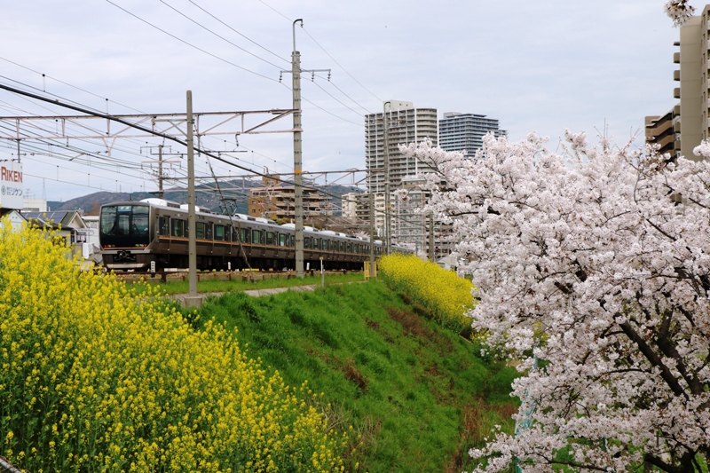 お花見_a0066027_9324623.jpg