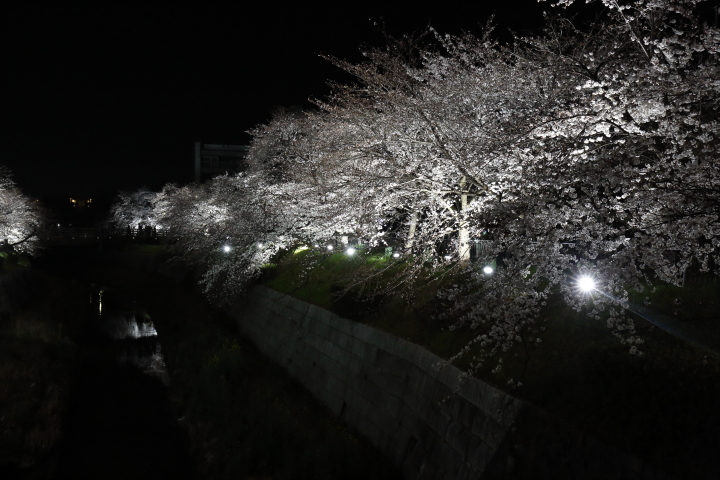 Cherry blossoms by night 2015_f0253927_10403125.jpg