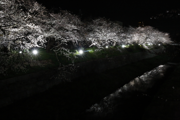 Cherry blossoms by night 2015_f0253927_10414673.jpg