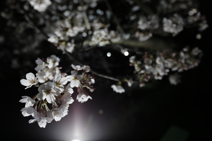 Cherry blossoms by night 2015_f0253927_1041930.jpg
