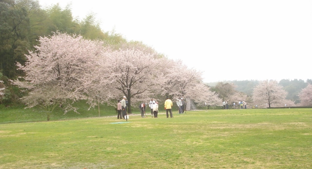 桜めぐり_c0342428_5461684.jpg