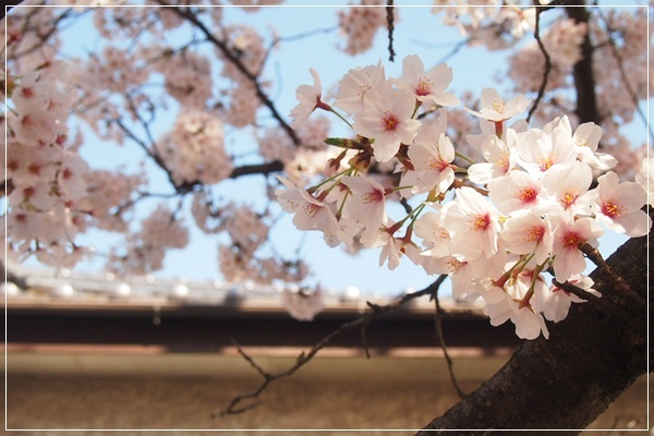 桜　国立　２０１５_a0158029_0414667.jpg