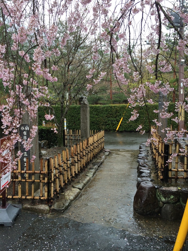 雨の中の桜_a0197730_18403865.jpg