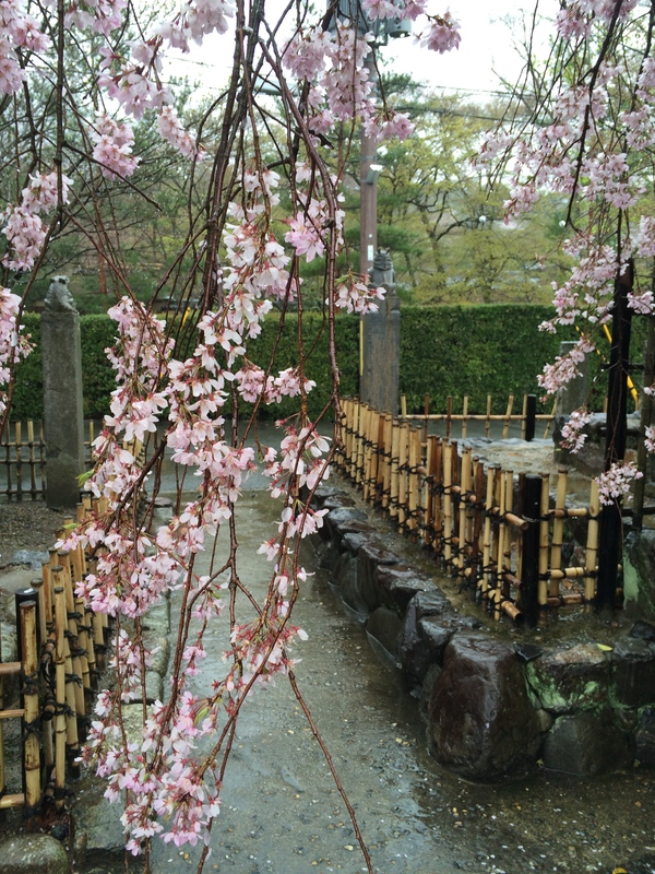 雨の中の桜_a0197730_18481343.jpg