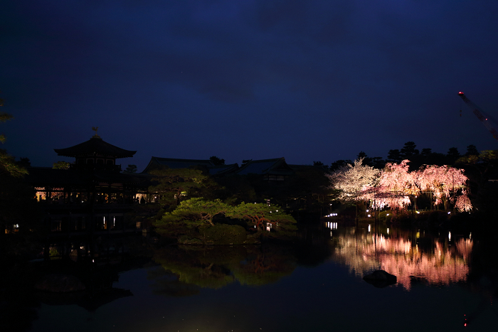 平安神宮 東神苑特別ライトアップ（中編）_b0169330_21352187.jpg