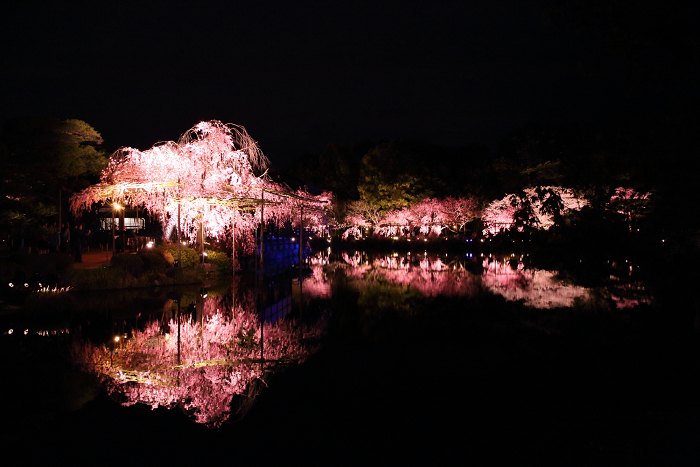 平安神宮 東神苑特別ライトアップ（中編）_b0169330_22194273.jpg