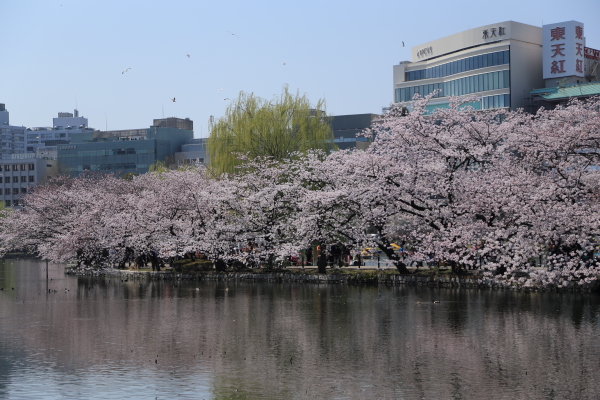 春爛漫・桜便り（上野公園）その２_f0229832_8404325.jpg