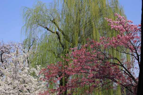 春爛漫・桜便り（上野公園）その２_f0229832_8543828.jpg