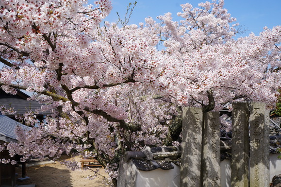 お花巡り　②　in　因島_b0164533_1649766.jpg