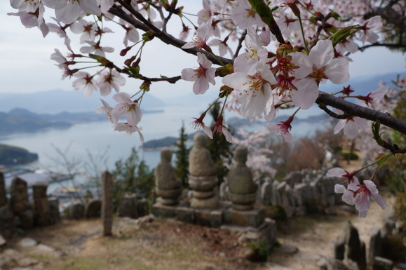 お花巡り　②　in　因島_b0164533_20381561.jpg