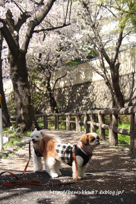桜散歩♪　六郷用水路～多摩川台公園_b0253033_23001751.jpg
