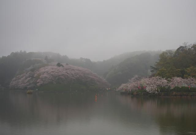 4月５日（日）雨の蓮華寺池櫻まんじゅう_c0309734_15461218.jpg