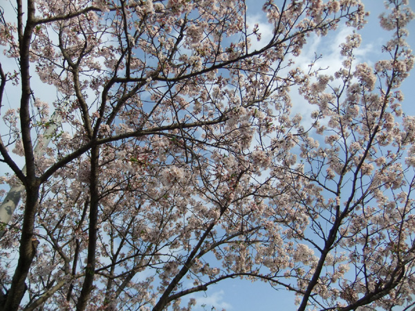 c0036138_2044730.jpg