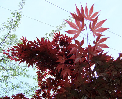 c0036138_21341784.jpg