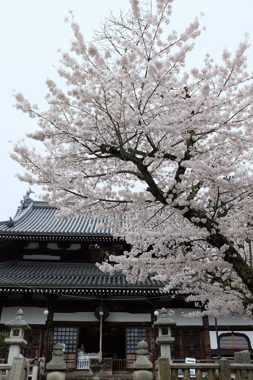 時雨桜in有馬_a0275639_2153050.jpg
