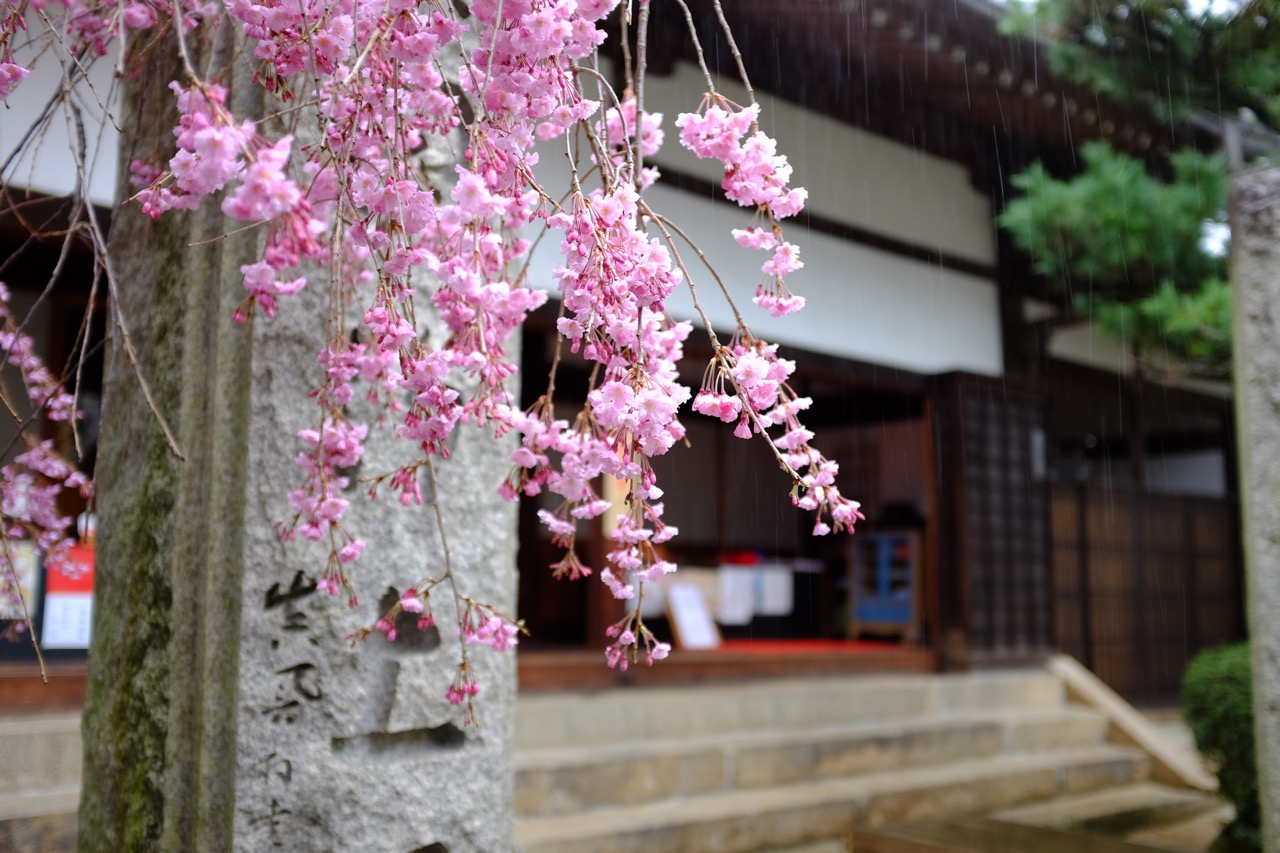 時雨桜in有馬_a0275639_2154322.jpg