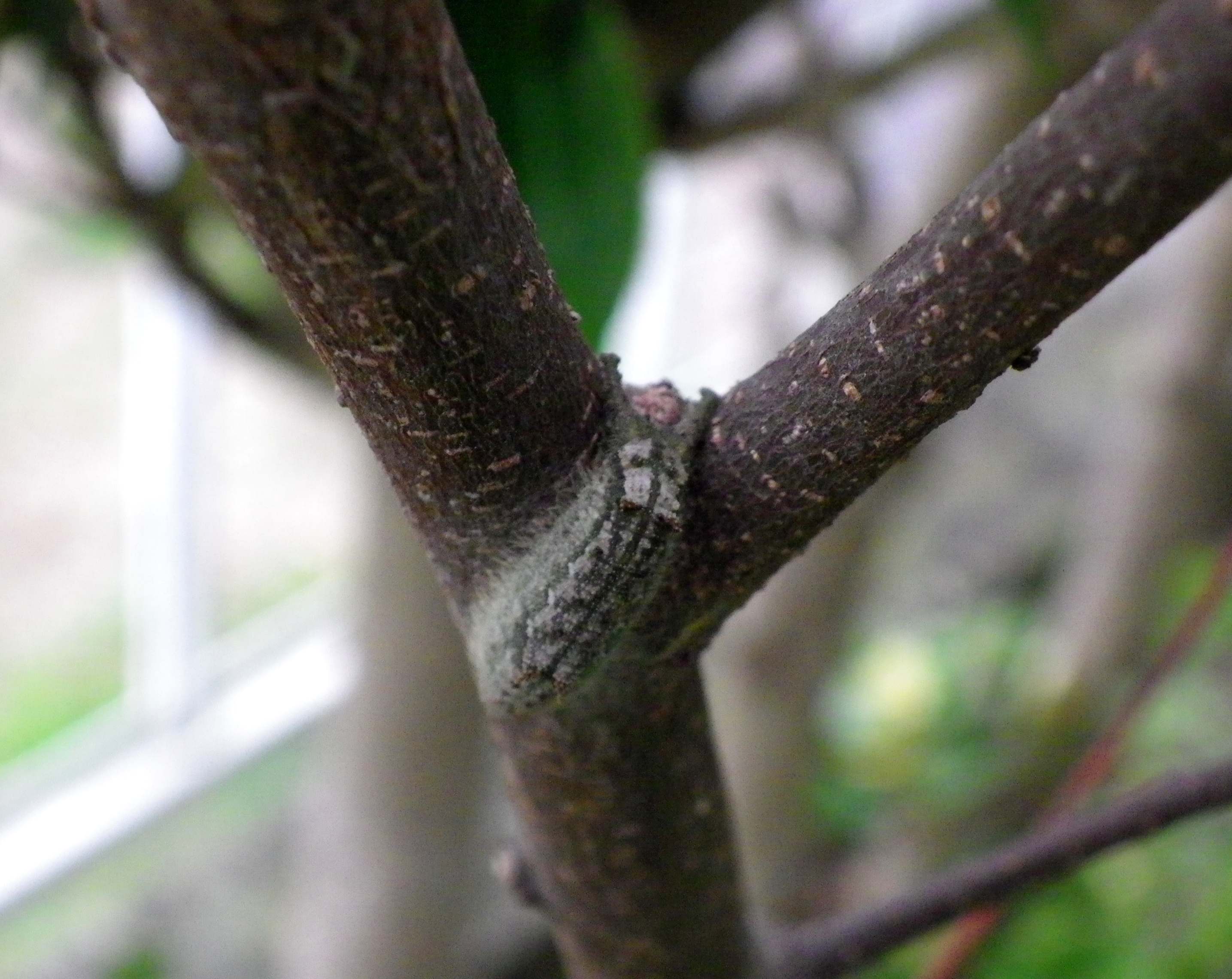 ウラゴマダラシジミ他 庭の幼虫達_d0254540_1612694.jpg
