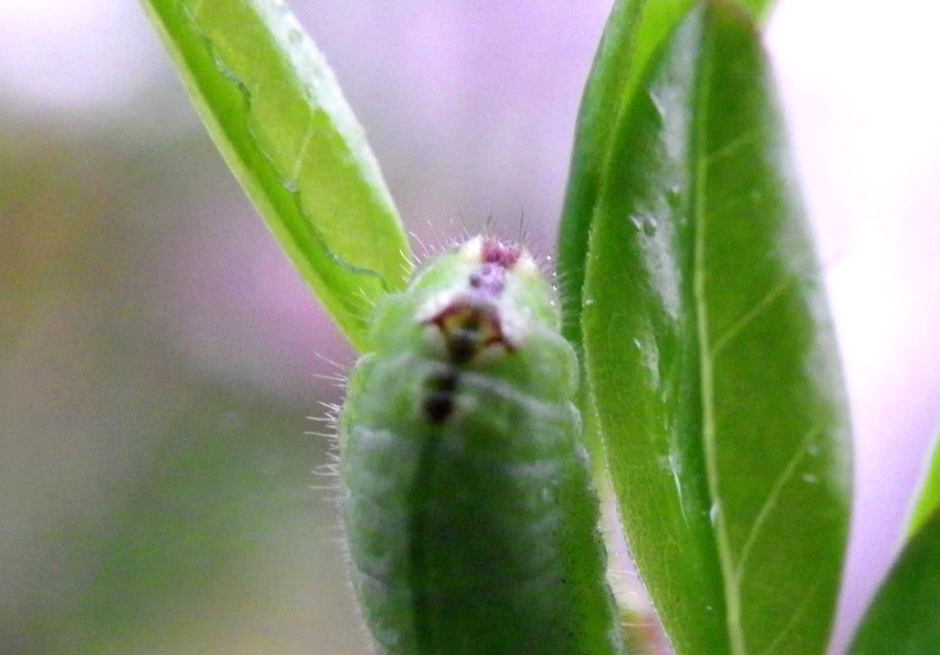 ウラゴマダラシジミ他 庭の幼虫達_d0254540_1661246.jpg