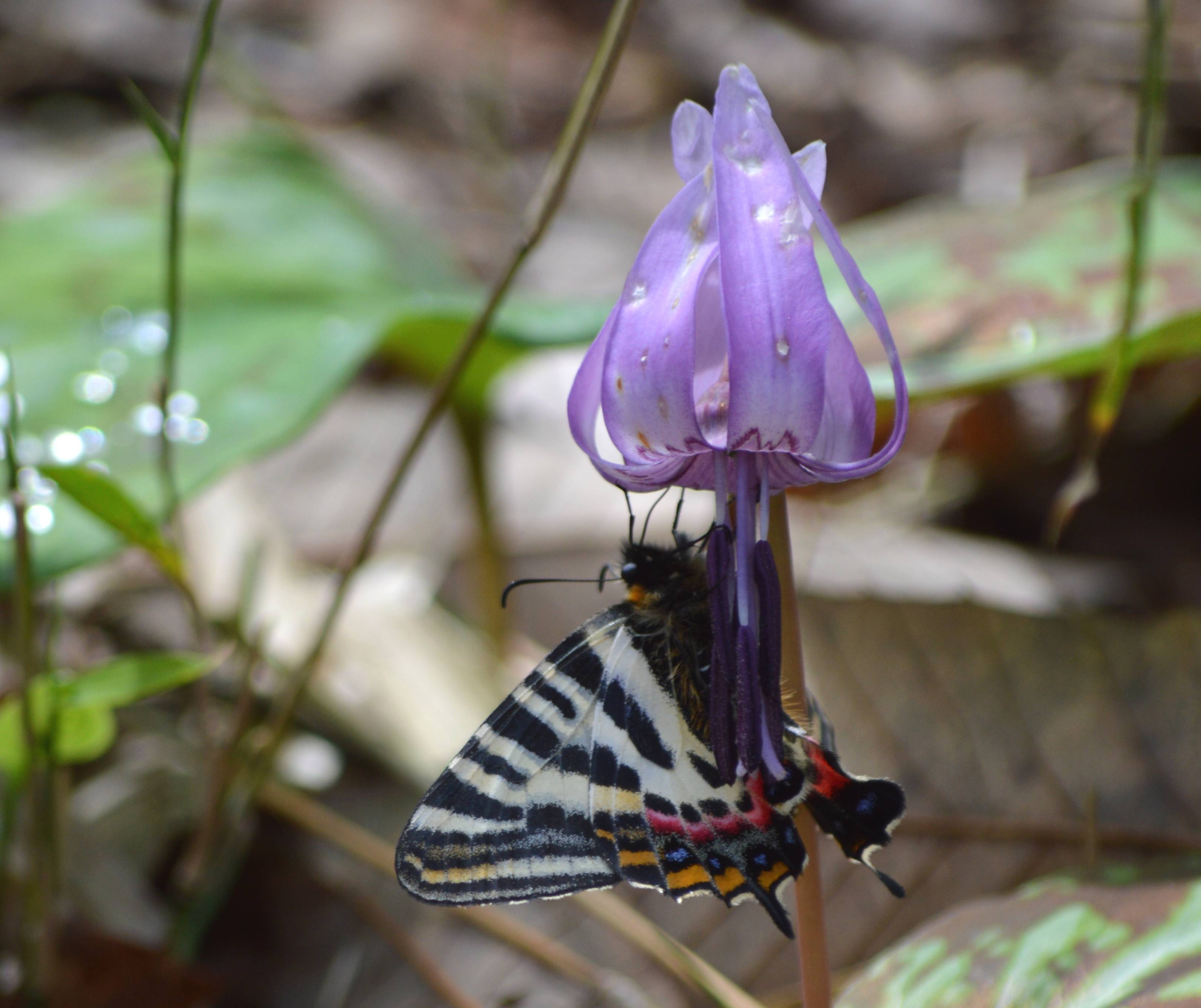 ギフチョウ 4月4日岐阜のカタクリ山にて_d0254540_7494931.jpg