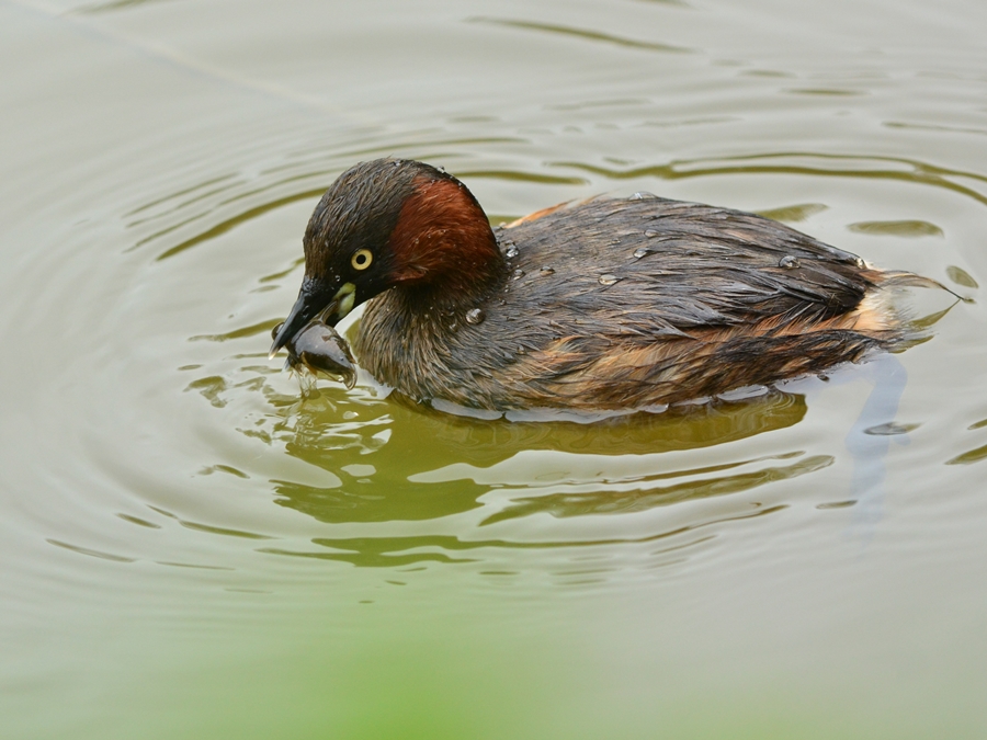 カイツブリ（鳰）/Little grebe_b0309841_10152563.jpg