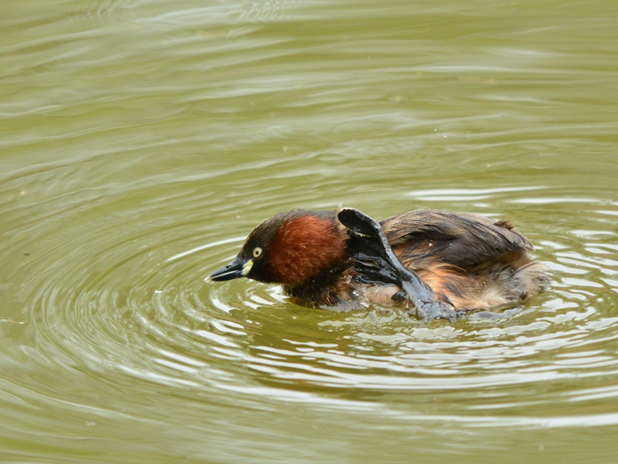 カイツブリ（鳰）/Little grebe_b0309841_10153976.jpg