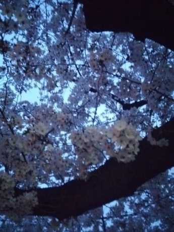 a0335043_18441922.jpg