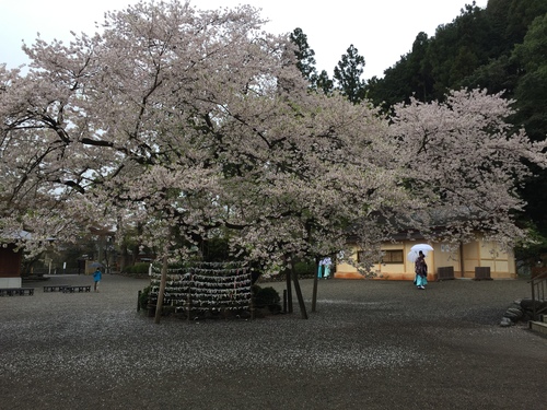 桜祭り in 高麗神社_c0331145_2311639.jpg