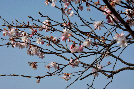 c0093046_2042333.gif