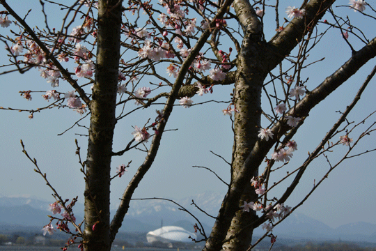 c0093046_20425492.gif