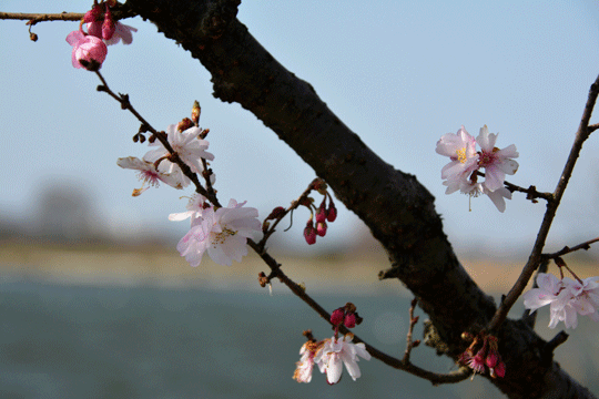 c0093046_20431472.gif