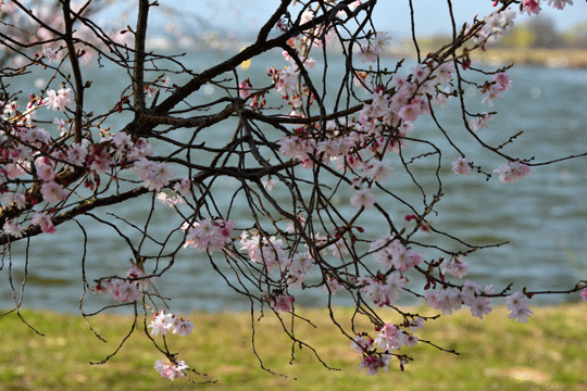 c0093046_20432945.gif