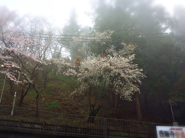 花暦ウォーク@壺坂・高取城址コース_e0292546_21182814.jpg
