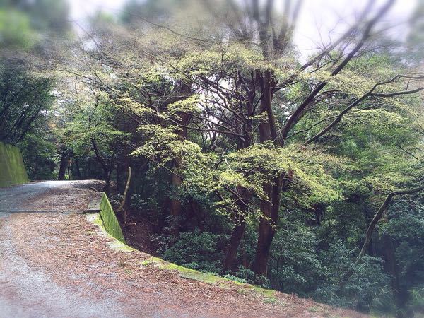花暦ウォーク@壺坂・高取城址コース_e0292546_2118439.jpg