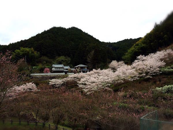 花暦ウォーク@壺坂・高取城址コース_e0292546_21193045.jpg