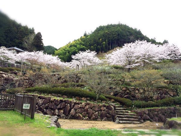 花暦ウォーク@壺坂・高取城址コース_e0292546_21194230.jpg