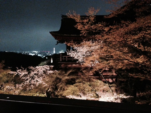 京都の桜　もう一つの目的　_c0343447_955124.jpg