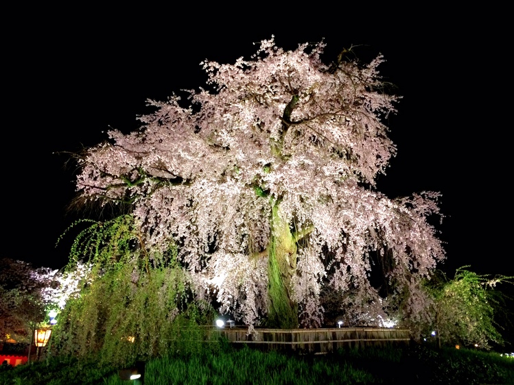 京都の桜　もう一つの目的　_c0343447_9553129.jpg