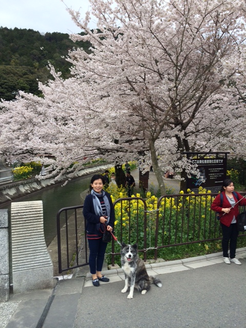 京都の桜　もう一つの目的　_c0343447_9584073.jpg