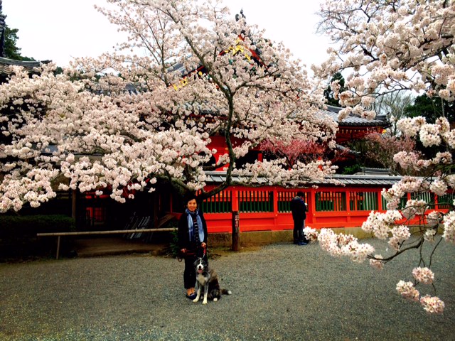 京都の桜　もう一つの目的　_c0343447_9591377.jpg