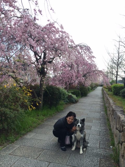 京都の桜　もう一つの目的　_c0343447_9593437.jpg