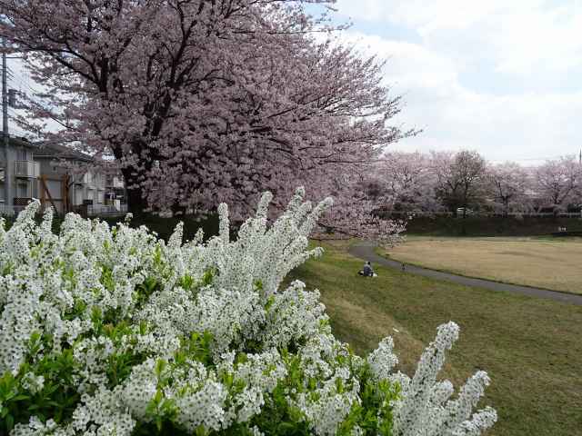 お花見は近隣の穴場へ_d0131847_12101685.jpg